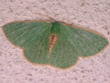 Omphax plantaria